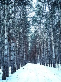 Snow covered trees in forest