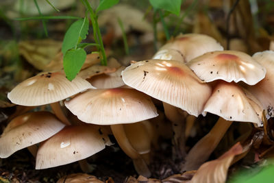 mushroom