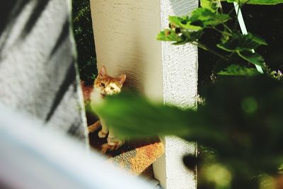 Portrait of a cat