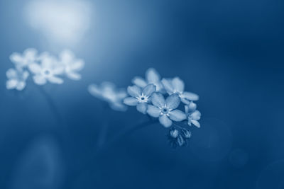 Beautiful macro of fairy dreamy magic small blue forget-me-not flowers. toned with classic blue 