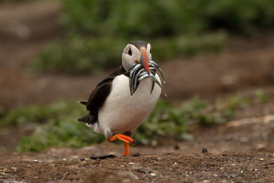 Close-up of bird on land