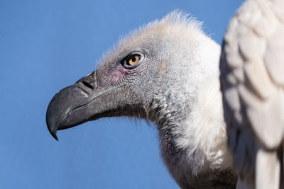 Cape griffon vulture is perched high above on a sunny day and poses for a close up