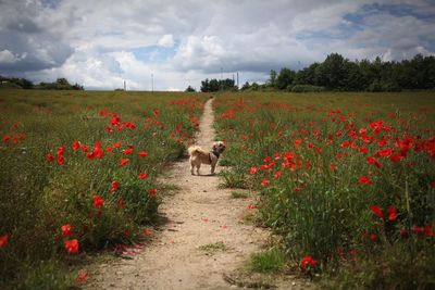Dog on poppy field against sky