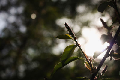 Close-up of plant growing outdoors