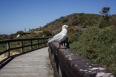 Seagull perching on railing against sky