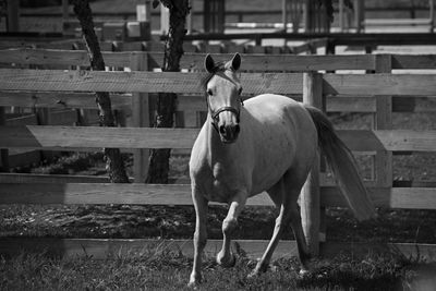 Portrait of horse standing on field