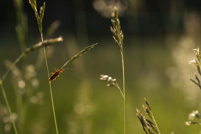 Close-up of insect on grass