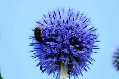 Close-up of bee pollinating on thistle