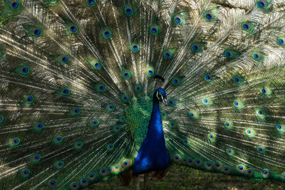 Close-up of peacock