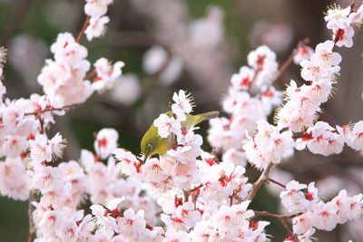 Close-up of pink cherry blossoms