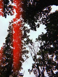 Low angle view of trees against sky during winter