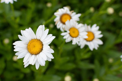 Close-up of white daisy flowers