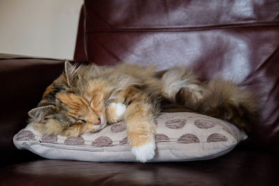 Cat sleeping on sofa