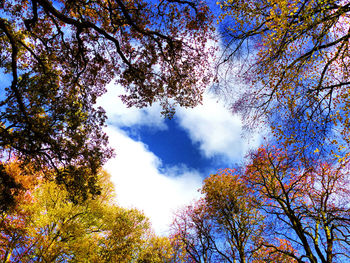 Low angle view of trees against blue sky