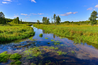 Narewka bialowieza