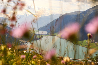 Close-up of plants growing on field against sky