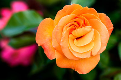 Close-up of orange rose flower
