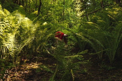 Man walking on plant in forest