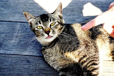 Close-up portrait of cat relaxing on floor