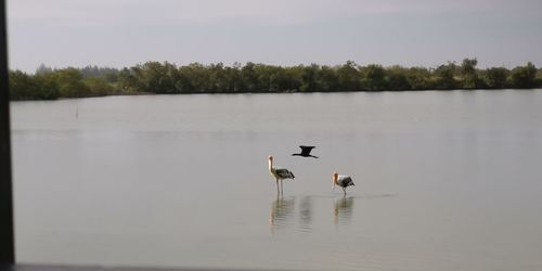 Ducks in a lake