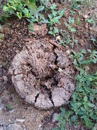 High angle view of lizard on tree stump