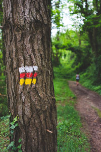 Close-up of tree trunk in park