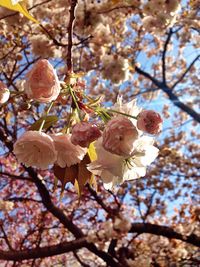 Low angle view of cherry blossom tree