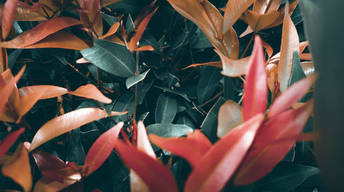 Close-up of red flowering plant