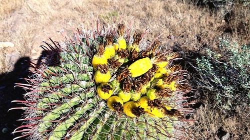 Close-up of cactus plant growing on field
