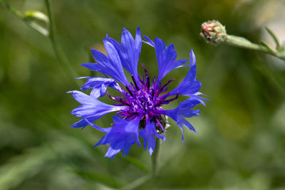 Close-up of purple flowering plant