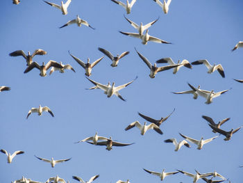 Low angle view of seagulls flying