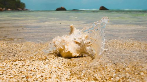 Close-up of shell on beach