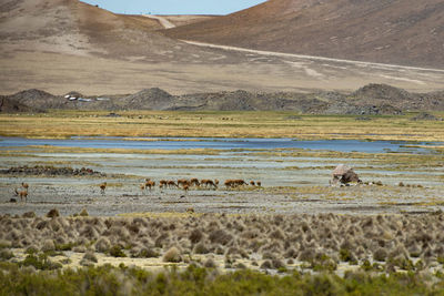 Scenic view of desert