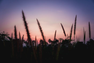 Close-up of silhouette plants on field against sky during sunset