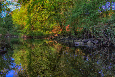 Trees in forest during autumn