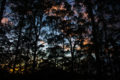 Low angle view of trees against sky