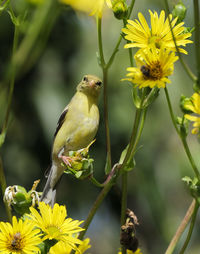 American goldfinch