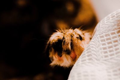 Close-up of cat against blurred background