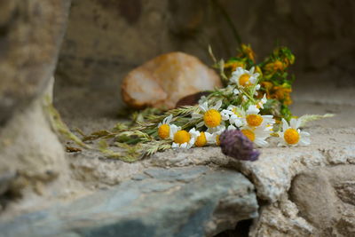 Close-up of flower on rock