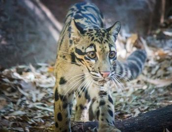 Close-up portrait of tiger