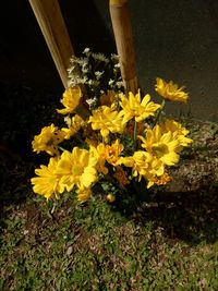 Close-up high angle view of yellow flowers