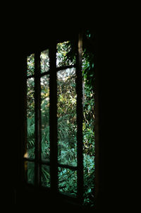 Trees seen through window in forest