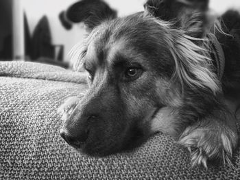 Close-up of dog looking away at home