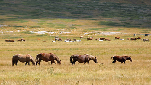 Horses grazing in a field