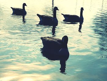 Ducks swimming in water