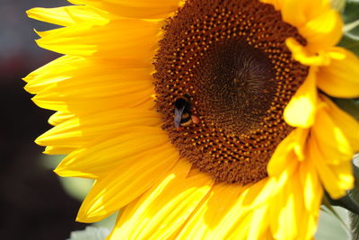 Close-up of bee on sunflower