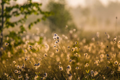 Close-up of flowers growing on field