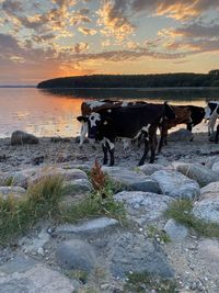Cows grazing on shore during sunset