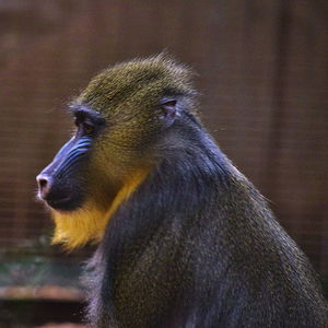 Close-up of a monkey