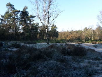 Trees in forest against clear sky